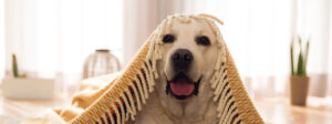 perro-contento-al-recibir-el-mejor-seguro-de-mascotas-en-Adity